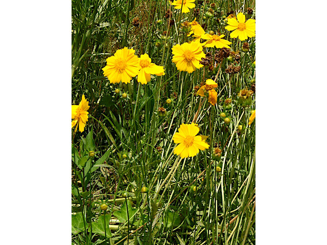 Coreopsis lanceolata