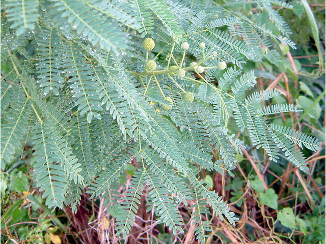 Leucaena leucocephala