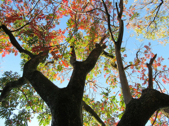 ハゼノキ | Toxicodendron succedaneum | かぎけん花図鑑
