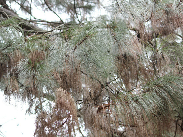 Pinus oaxacana