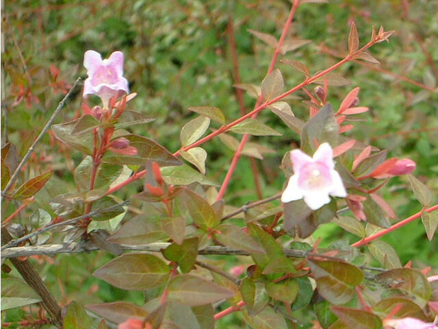 Pink Abelia 