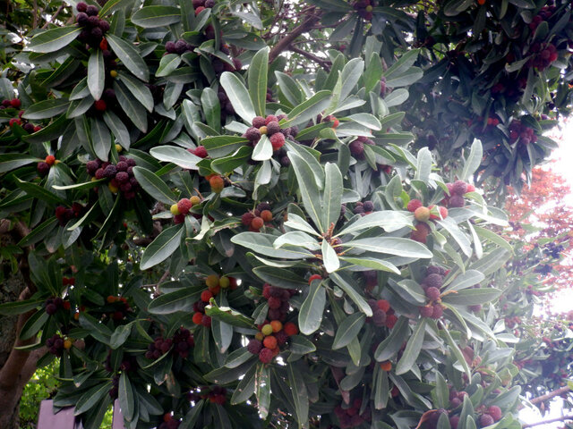 Myrica rubra