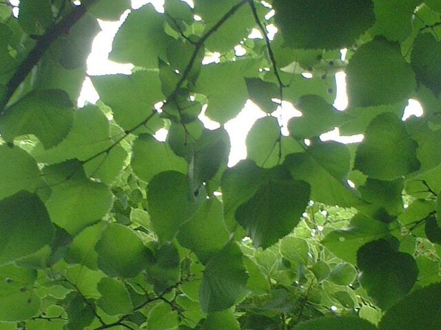 誕生花 8月23日 ボダイジュ 科技研花图画书