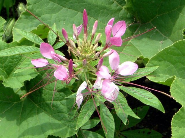 spider flower