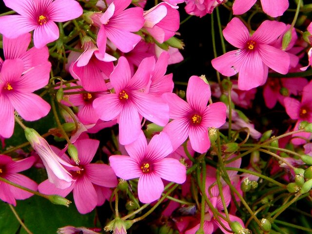 Jointed woodsorrel