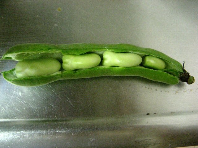 Broad beans