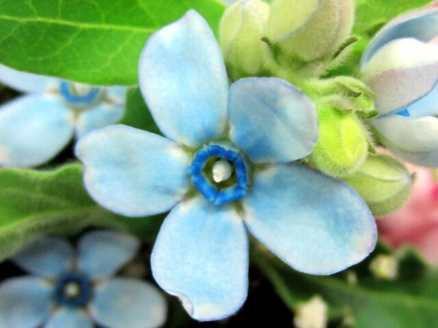 before-- Blue-and purple- colored flower of October