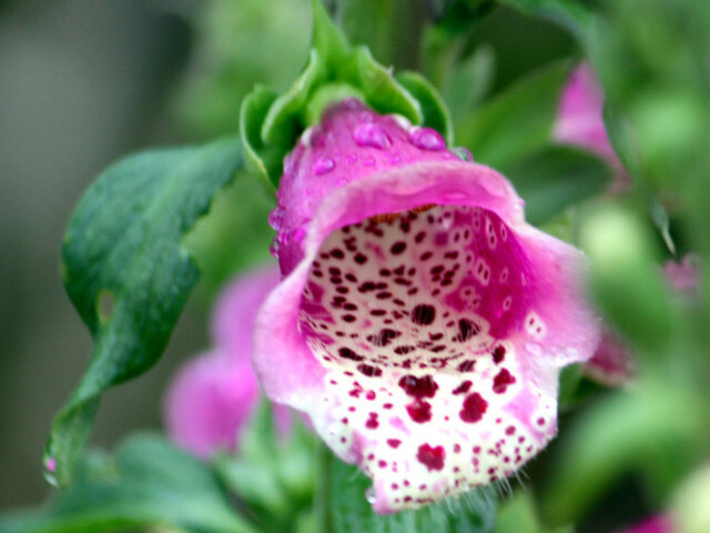 Digitalis