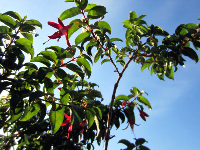 Abutilon