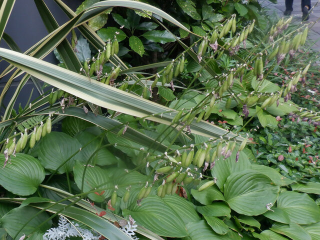 Hosta sieboldiana