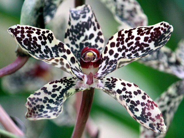 9月の茶色い花