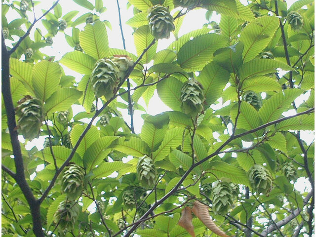 Carpinus tschonoskii