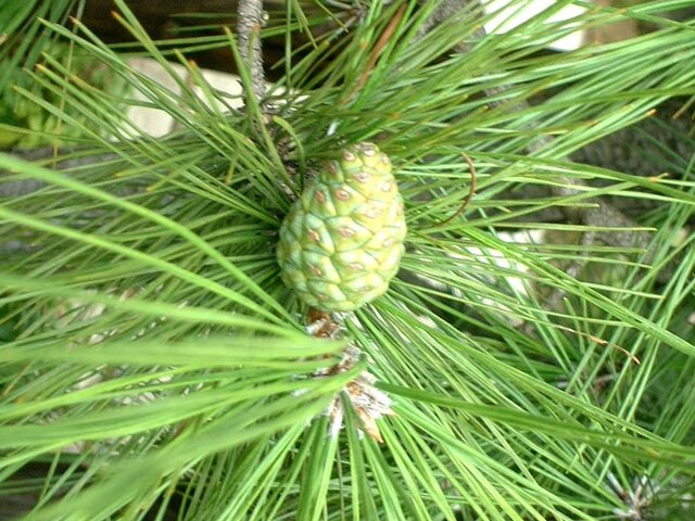 11月14日の誕生花 松 かぎけん花図鑑