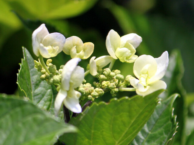 绣球花 ’伊豆踊子