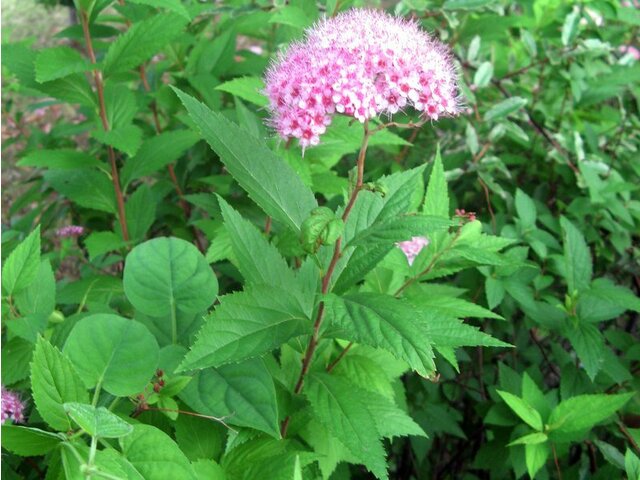 6月14日の誕生花 グラジオラス シモツケ ハルシャギク 科技研花图画书