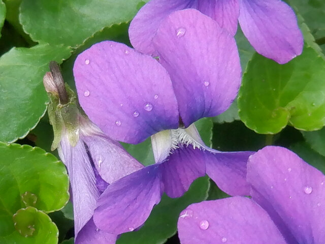 Viola papilionace