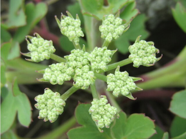 Peucedanum japonicum