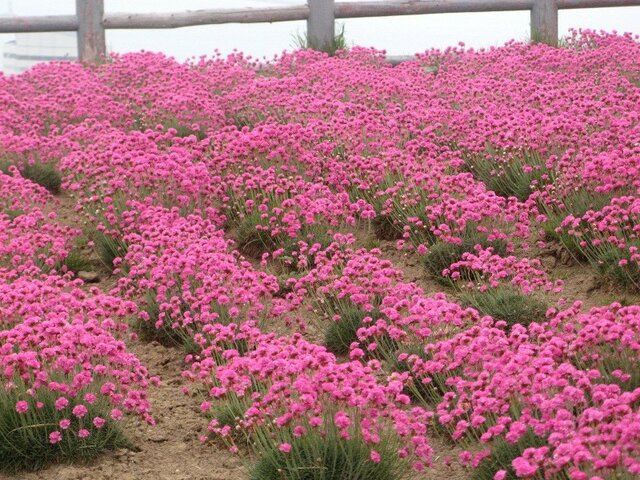 3月31日の誕生花 苺 浜簪 ボリジ ルリジサ ニゲラ 科技研花图画书