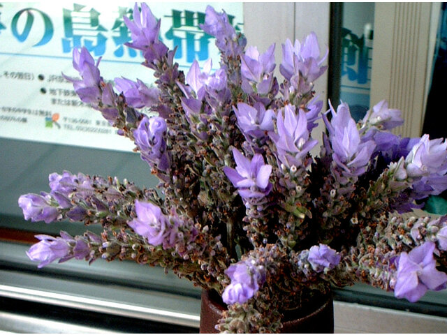 Lavandula dentata