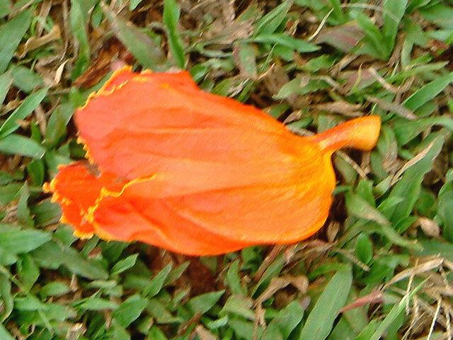 African Tulip Tree