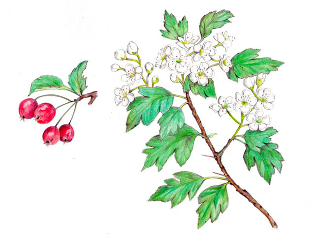 Crataegus cuneata