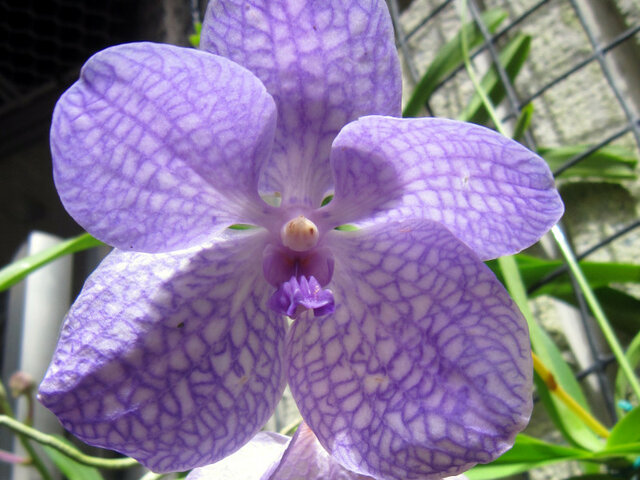 Vanda sansai blue