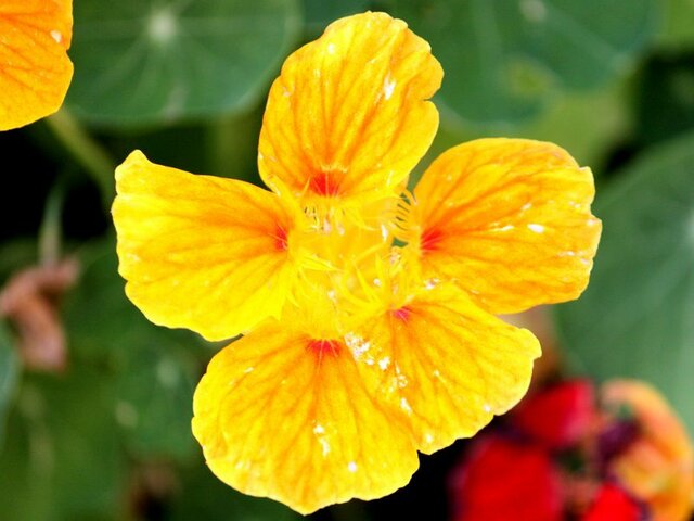 Garden nasturtium