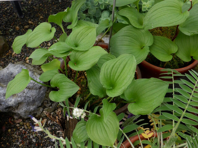 Maianthemum dilatatum