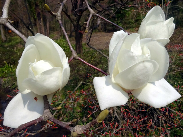 誕生花 ５月7日 科技研花图画书