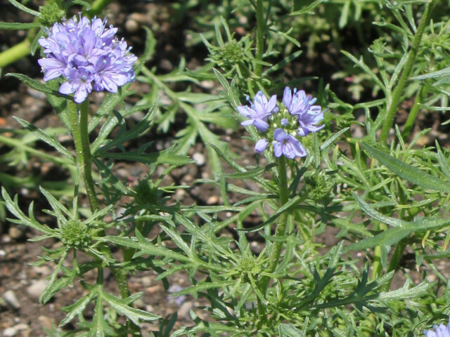 Gilia capitata