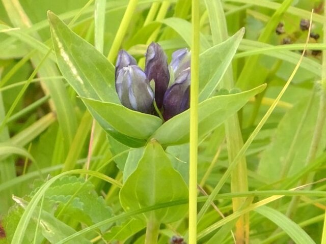 Pasture Gentian