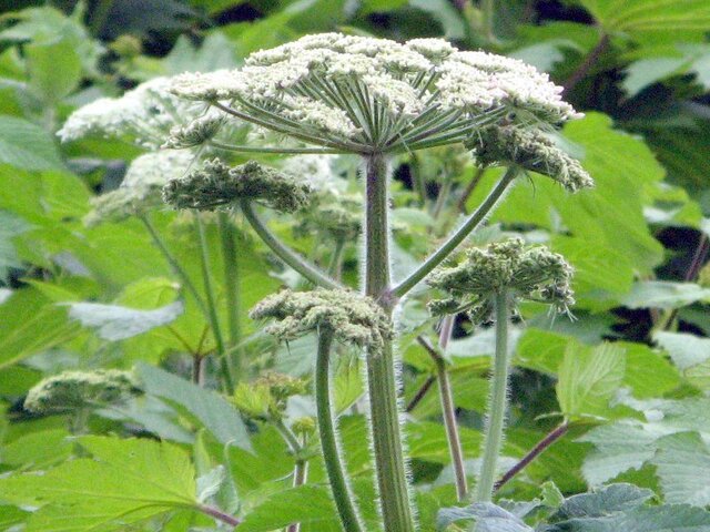 Heracleum lanatum