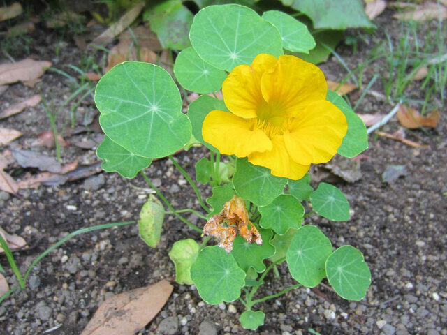 かぎけん花図鑑 9月6日の誕生花 金蓮花 禊萩 科技研花图画书