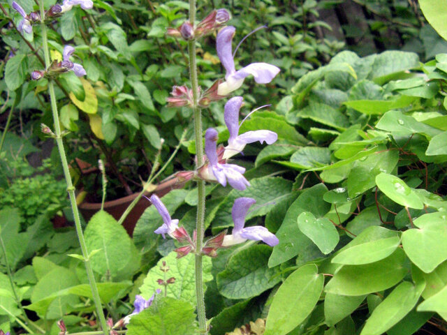 Salvia bulleyana