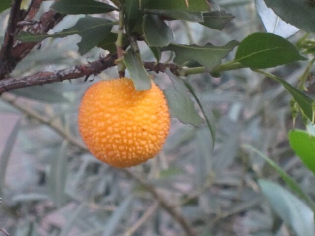 Arbutus unedo 'Compacta'