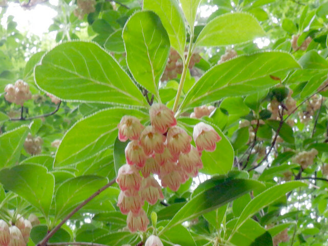 Enkianthus campanulatus