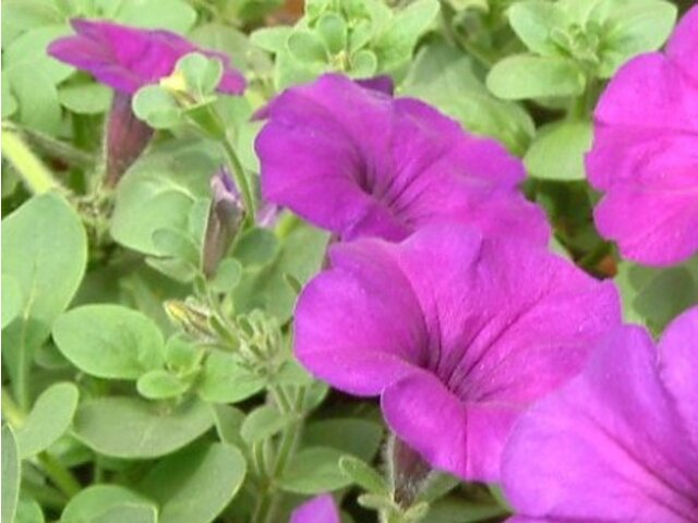 Petunia 'Kirin Wave Purple'