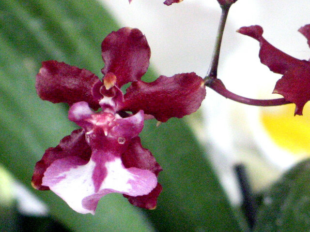 1月15日の誕生花 オンシジュウム 白菫 科技研花图画书