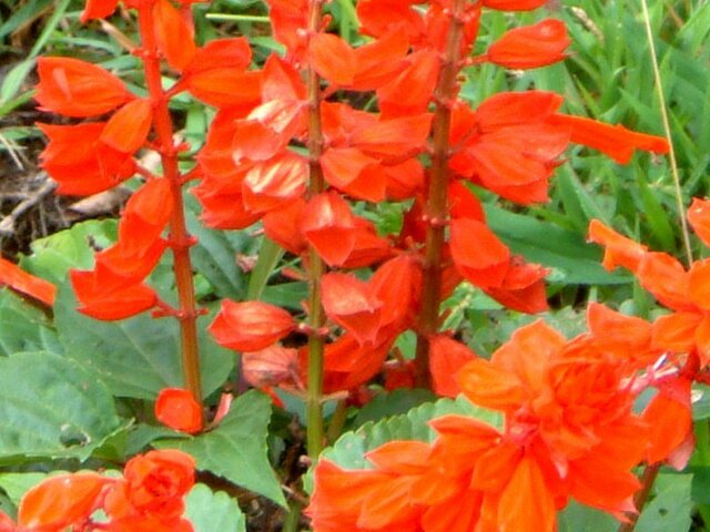 8月7日の誕生花 赤いサルビア 石榴 Flower Database