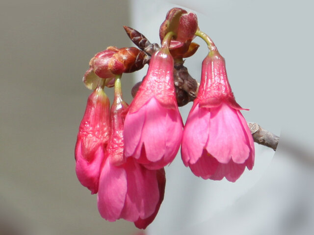 桜 寒緋桜（カンヒザクラ）