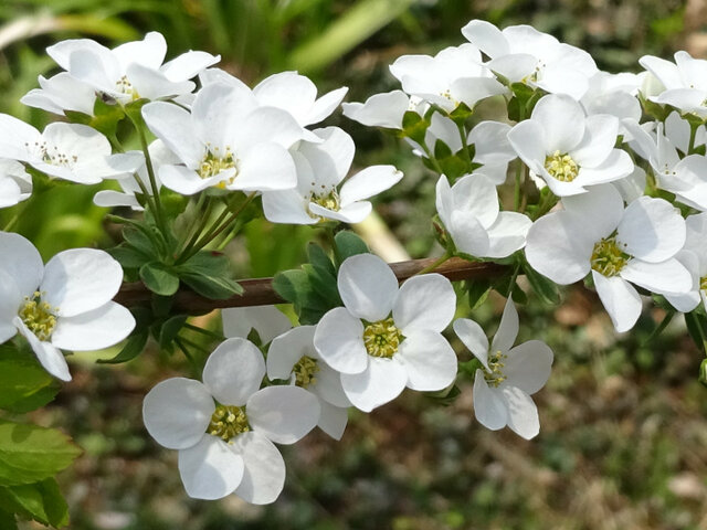 3月11日の誕生花　菊苦菜、花菱草、雪柳、都忘れ