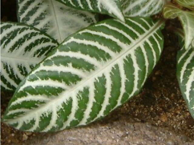 アフェランドラ ダニア Aphelandra Squarrosa Cv Dania かぎけん花図鑑