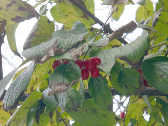 Cornelian cherries