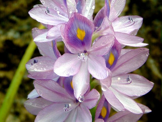 誕生花 7月13日 ホテイアオイ テッポウユリ ガクアジサイ 科技研花图画书