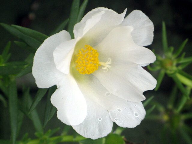 誕生花　8月3日　マツバボタン,サントリナ,カンナ