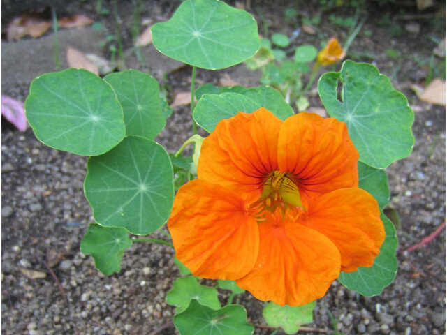 かぎけん花図鑑 9月6日の誕生花 金蓮花 禊萩 科技研花图画书