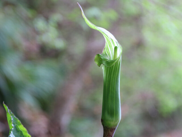 Jack in the pulpit