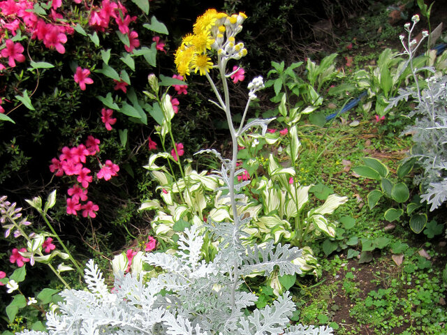 Senecio cineraria