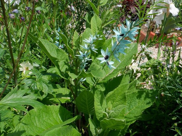 Ixia viridiflora