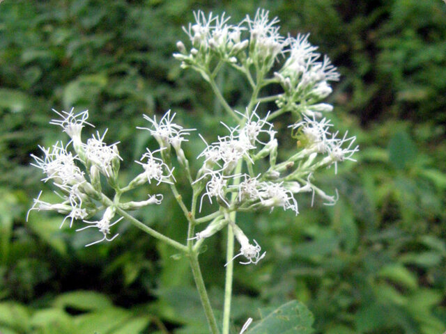 Eupatorium